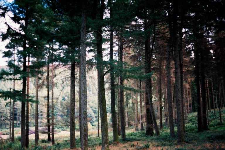 image by Peggy Marsh