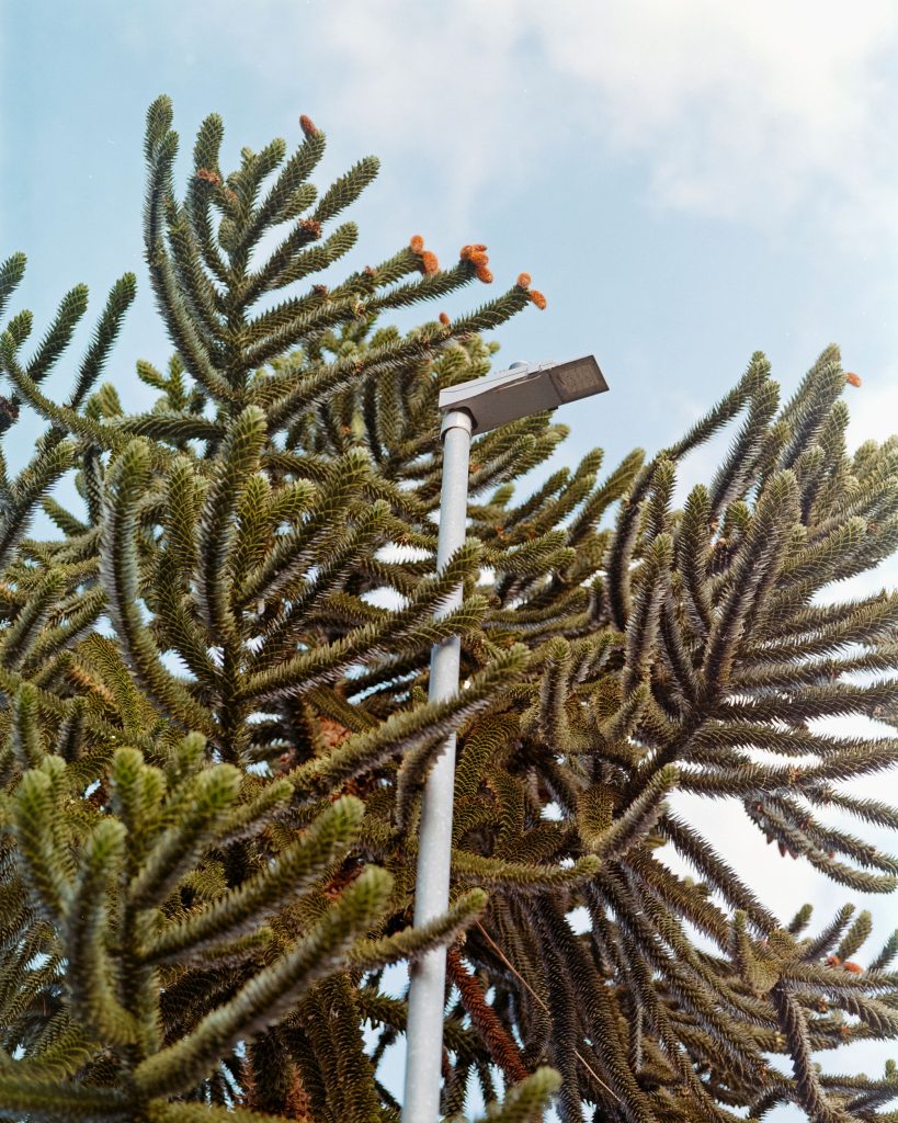 David Fulford – araucaria araucana